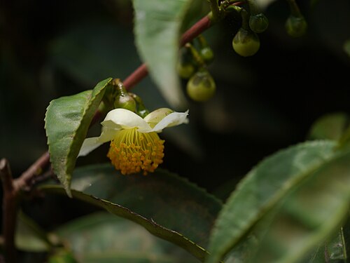 Tea: Camellia sinensis