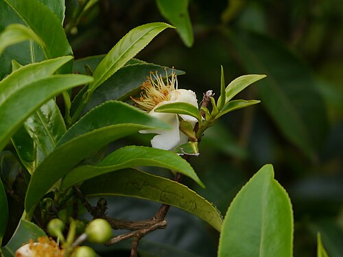 Tea: Camellia sinensis