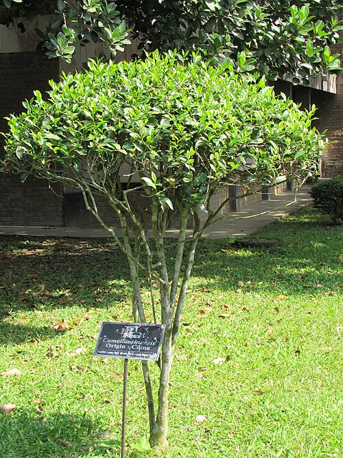 Tea: Camallia sinensis (Tea) tree in RDA, Bogra