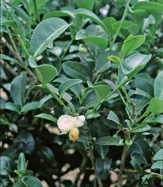 Tea: plantă de ceai