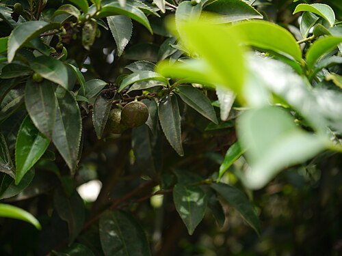 Tea: Camellia sinensis