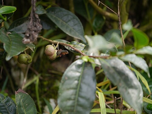 Tea: Camellia sinensis