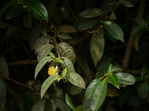 Tea: Camellia sinensis