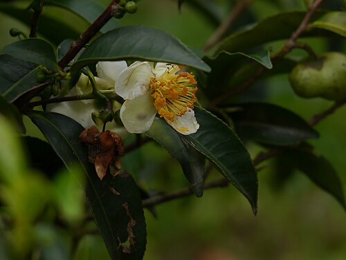 Tea: Camellia sinensis