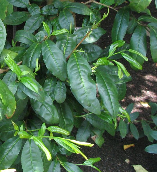 Camellia tachangensis (Camellia tachangensis)