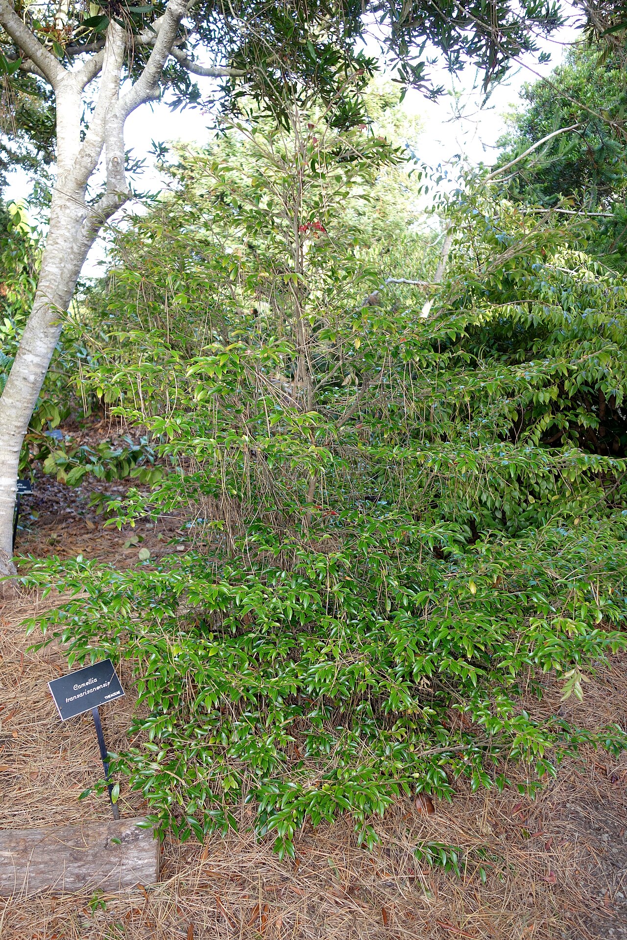 Camellia transarisanensis: Botanical specimen in the Mendocino Coast Botanical Gardens, 18220 N Hwy 1, Fort Bragg, California, USA.