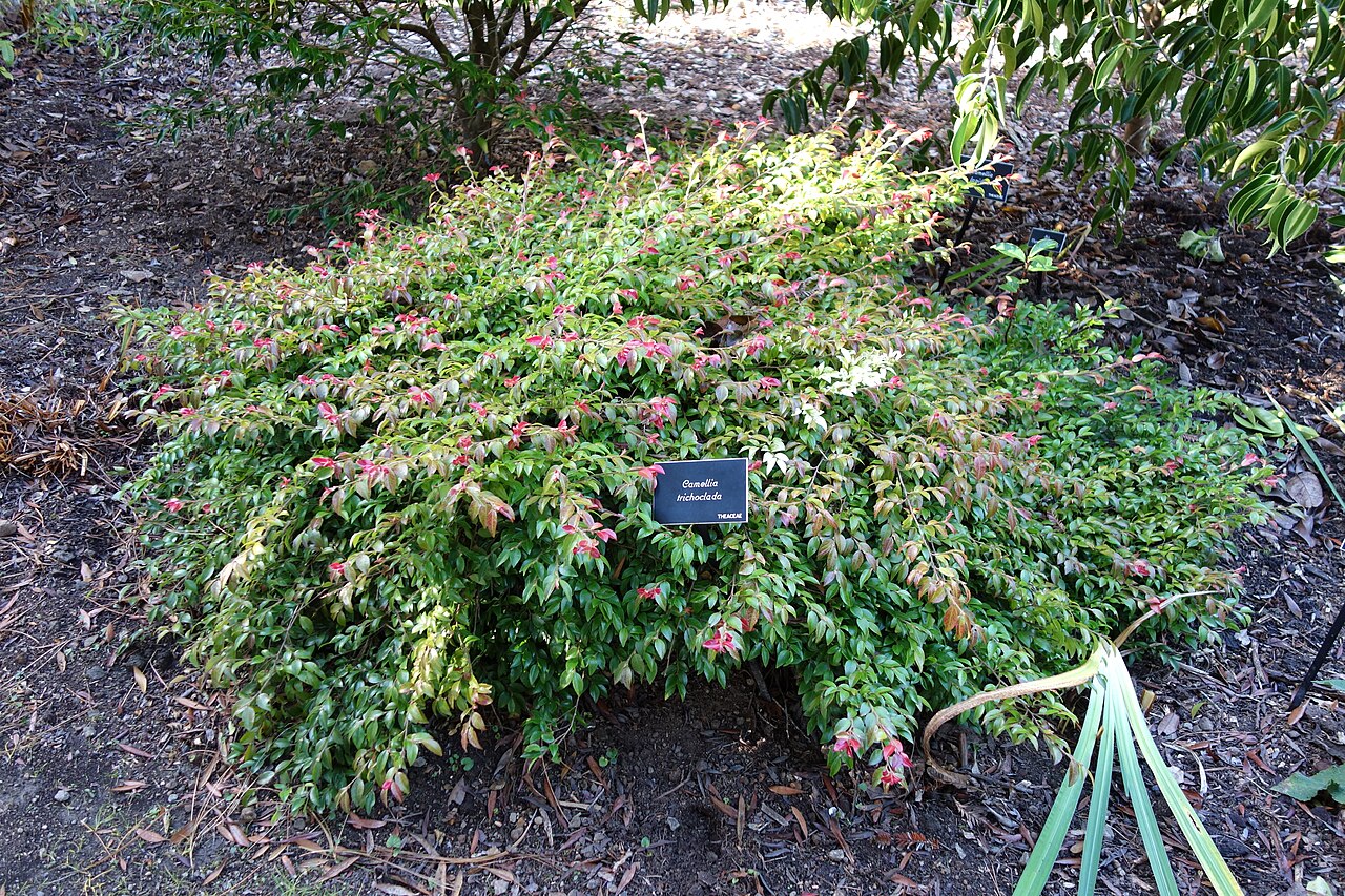 Camellia trichoclada: Botanical specimen in the Mendocino Coast Botanical Gardens, 18220 N Hwy 1, Fort Bragg, California, USA.