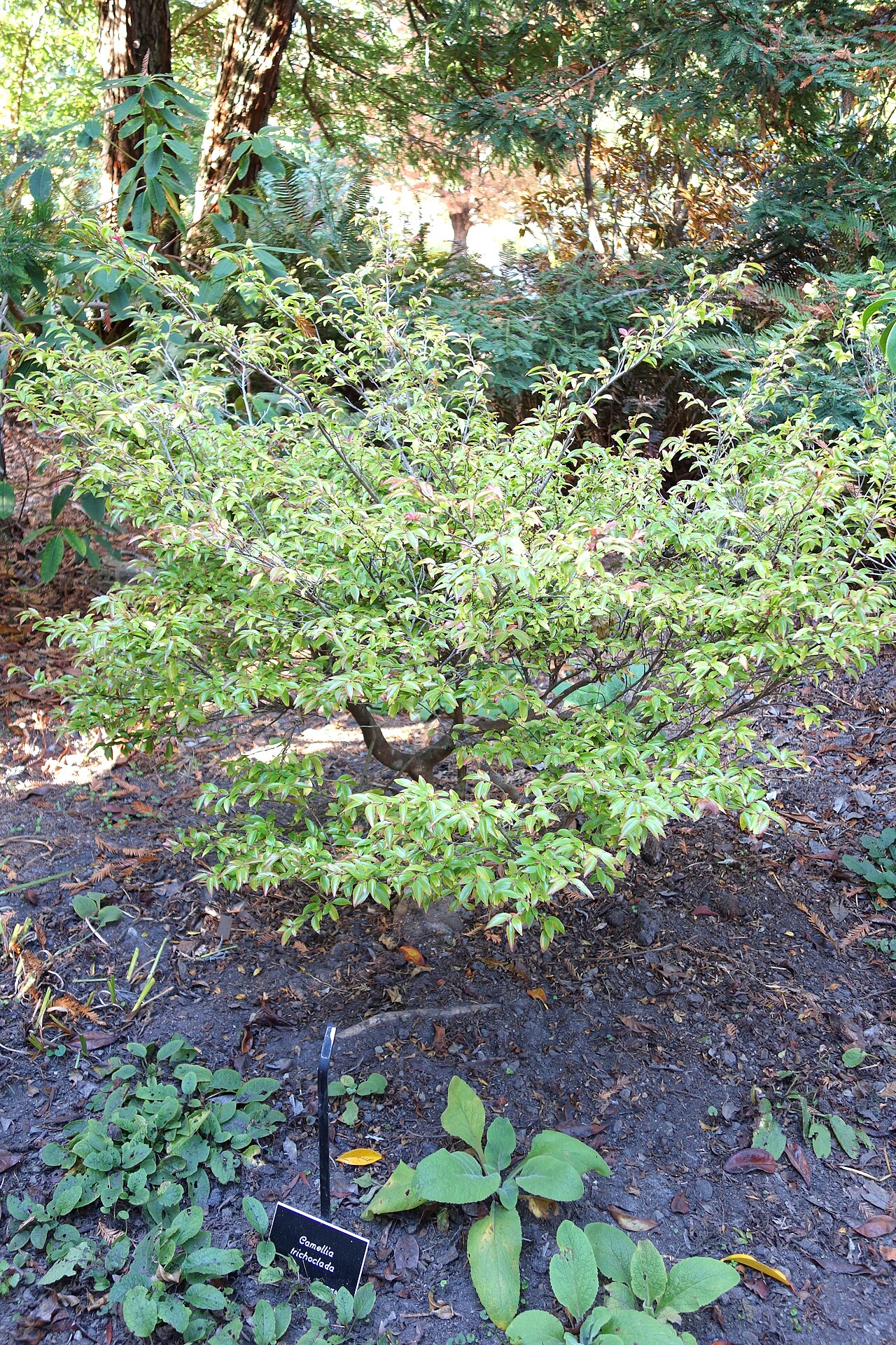 Camellia trichoclada: Botanical specimen in the Mendocino Coast Botanical Gardens, 18220 N Hwy 1, Fort Bragg, California, USA.