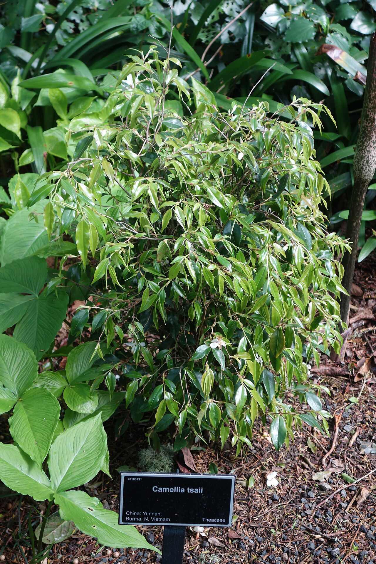Camellia tsaii: Specimen in the Auckland Botanic Gardens - Auckland, New Zealand.