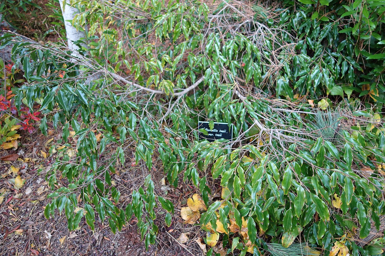 Camellia tsaii: Botanical specimen in the Mendocino Coast Botanical Gardens, 18220 N Hwy 1, Fort Bragg, California, USA.