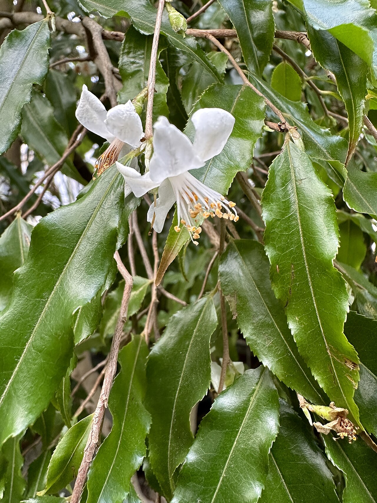 Camellia tsaii: Camellia tsaii im Botanischen Garten Dresden