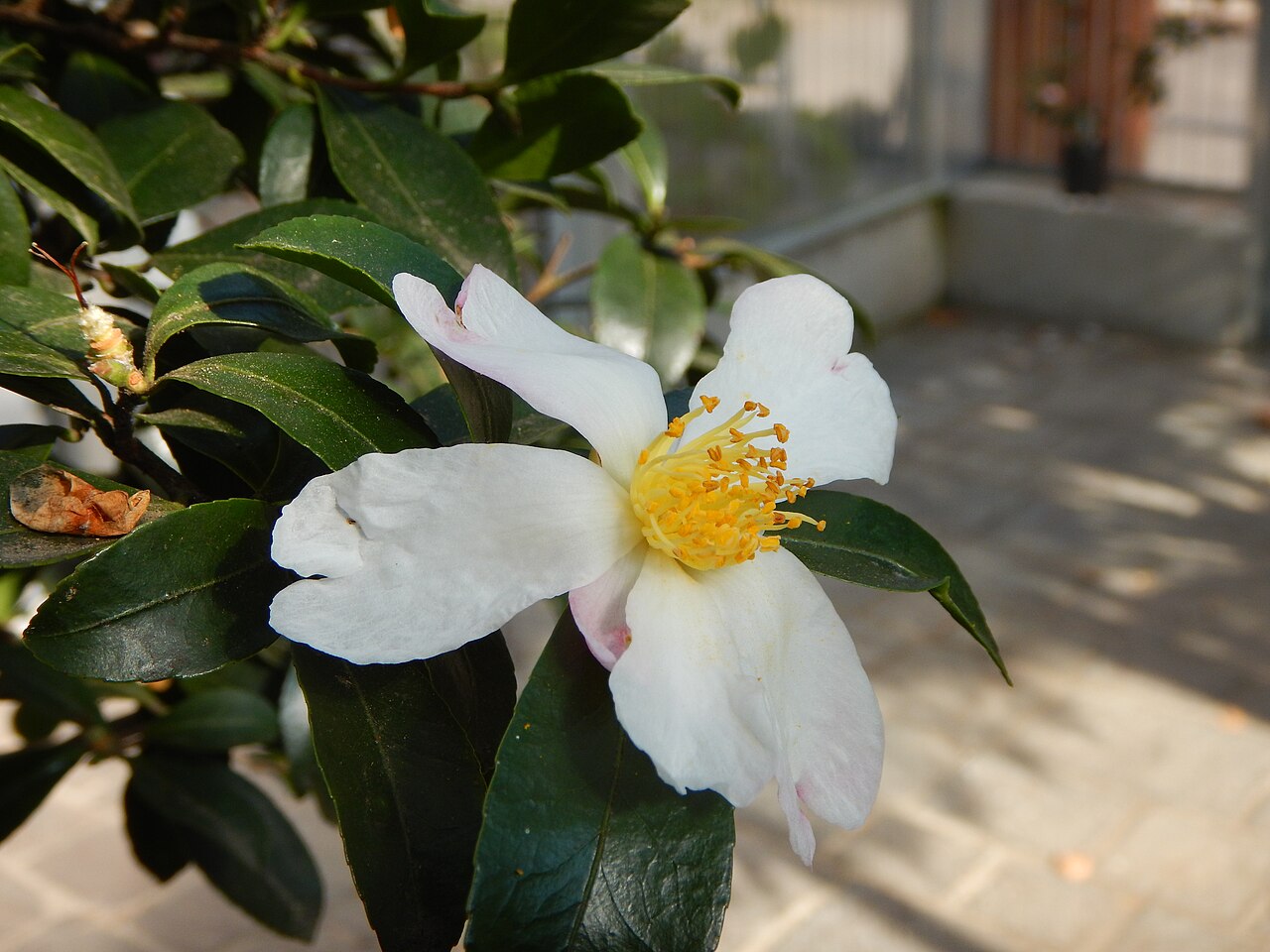 Camellia × vernalis: Winterblooming camellia