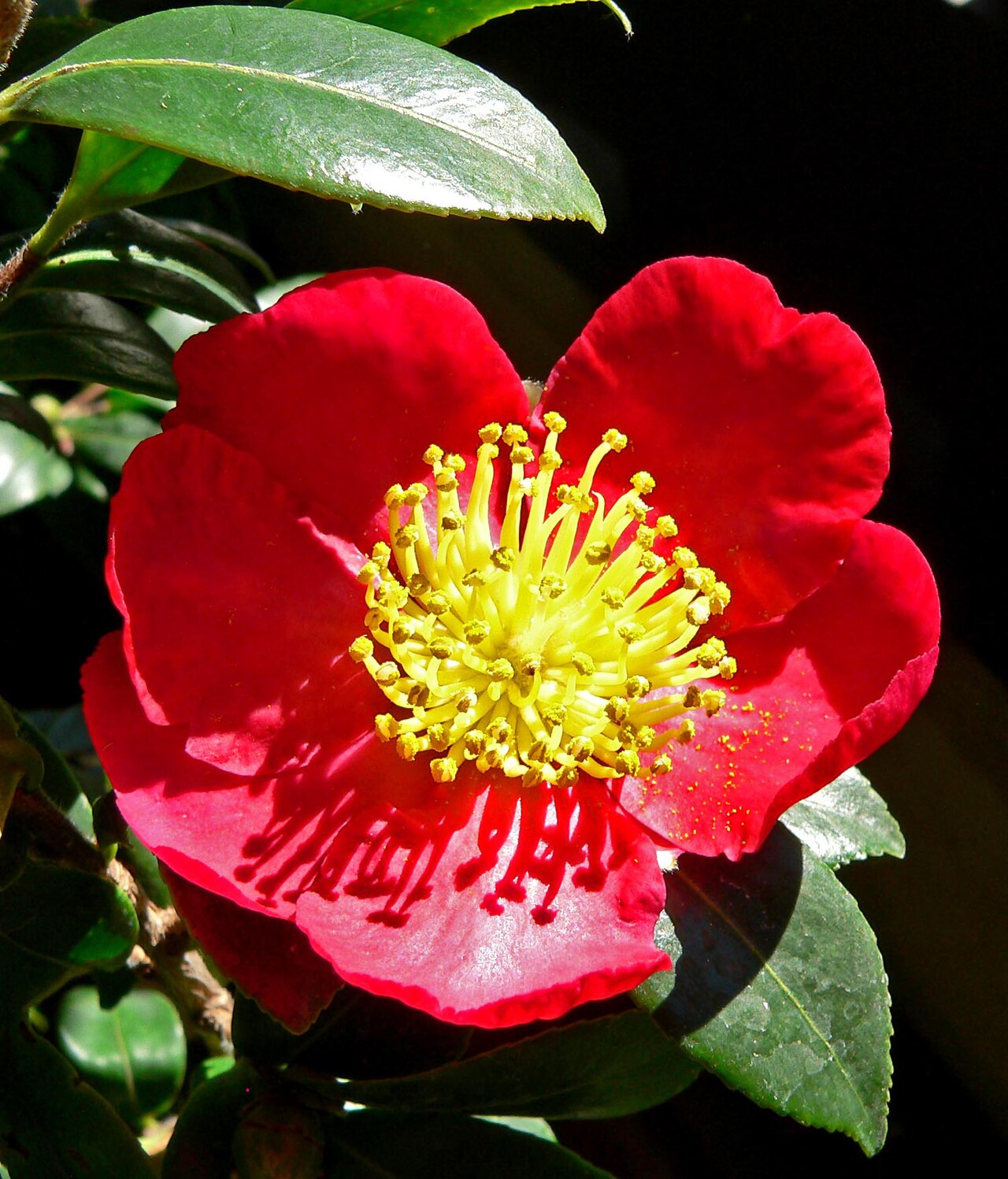 Camellia × vernalis: 'Yuletide' at Balboa Park
