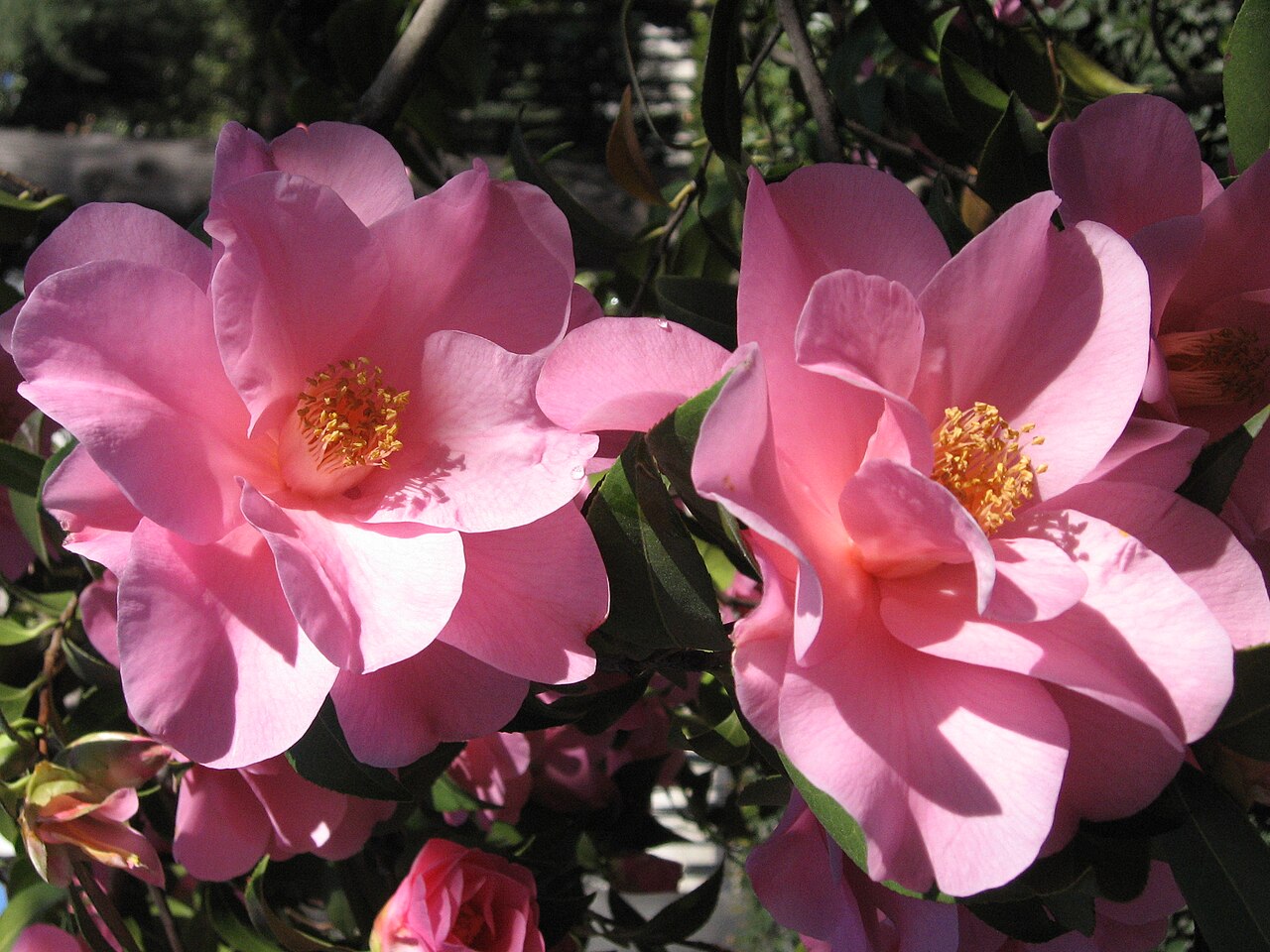 Camellia × williamsii: Camellia x williamsii ' Brigadoon' . Real Jardín Botánico, Madrid, España.