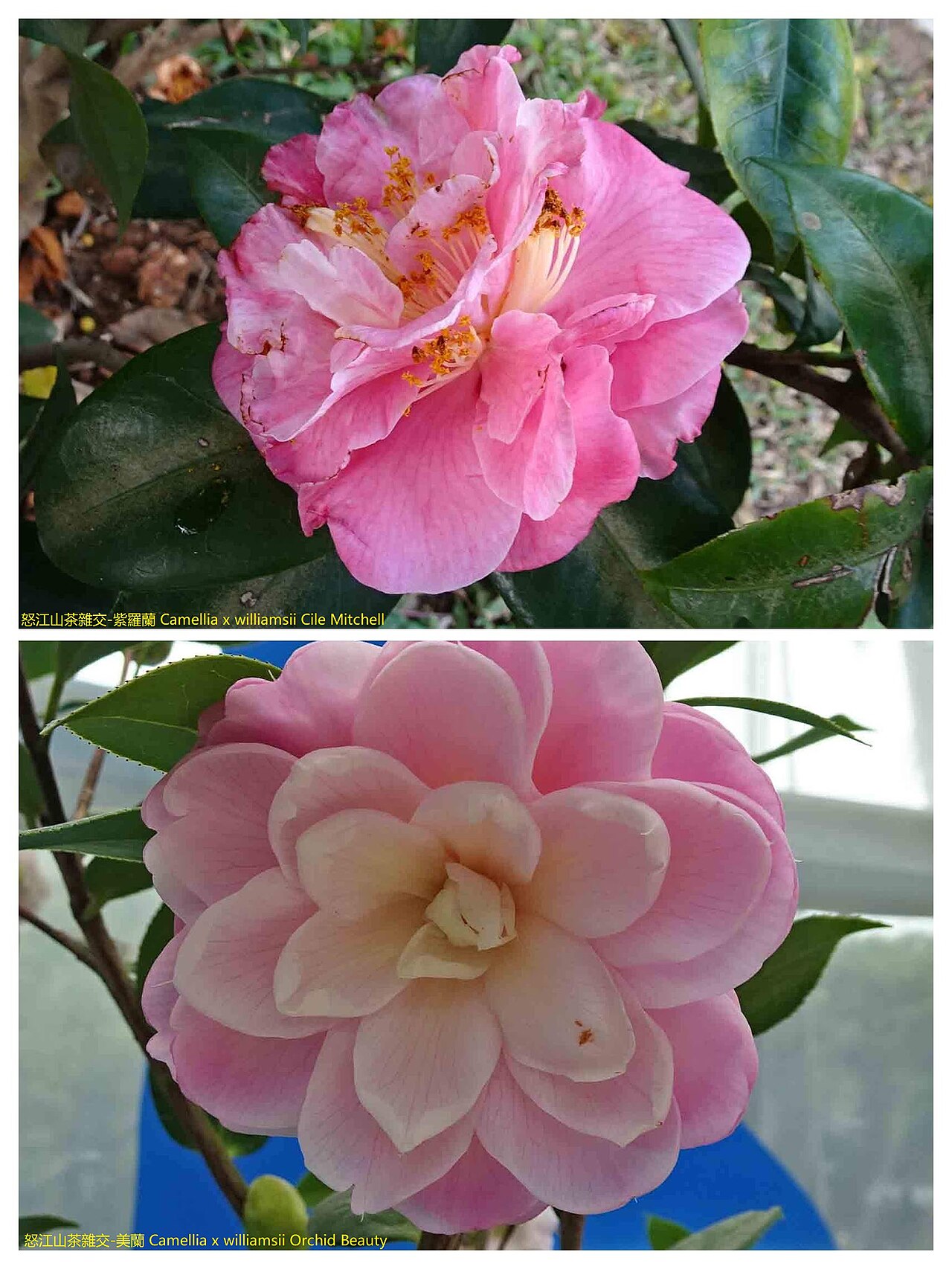 Camellia × williamsii: 怒江山茶雜交-紫羅蘭 Camellia x williamsii Cile Mitchell 怒江山茶雜交-美蘭 Camellia x williamsii Orchid Beauty