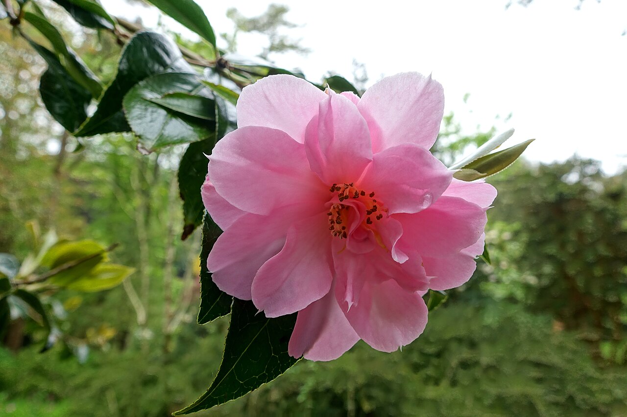 Camellia × williamsii: Horticultural specimen in Trebah Garden - Cornwall, England.