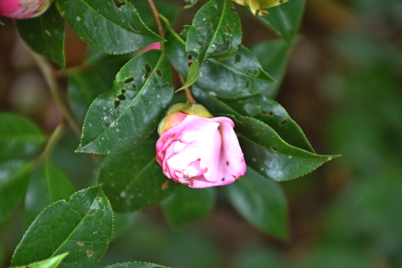 Camellia × williamsii: Camellia × williamsii 'Softly' in Auckland Botanic Gardens, Manurewa, South Auckland, New Zealand