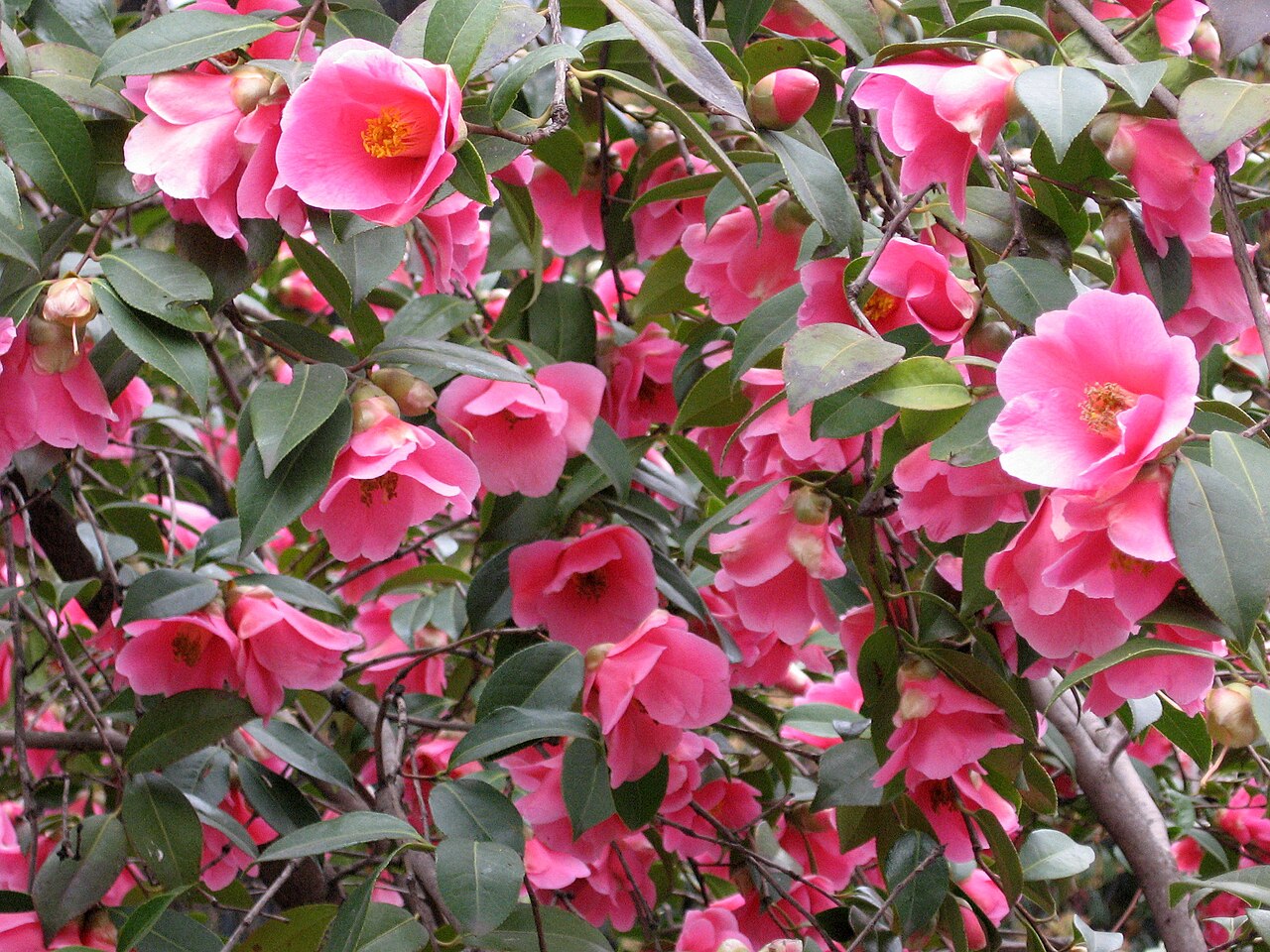 Camellia × williamsii: Camellia x williamsii ' Mary Christian' . Real Jardín Botánico, Madrid, España.