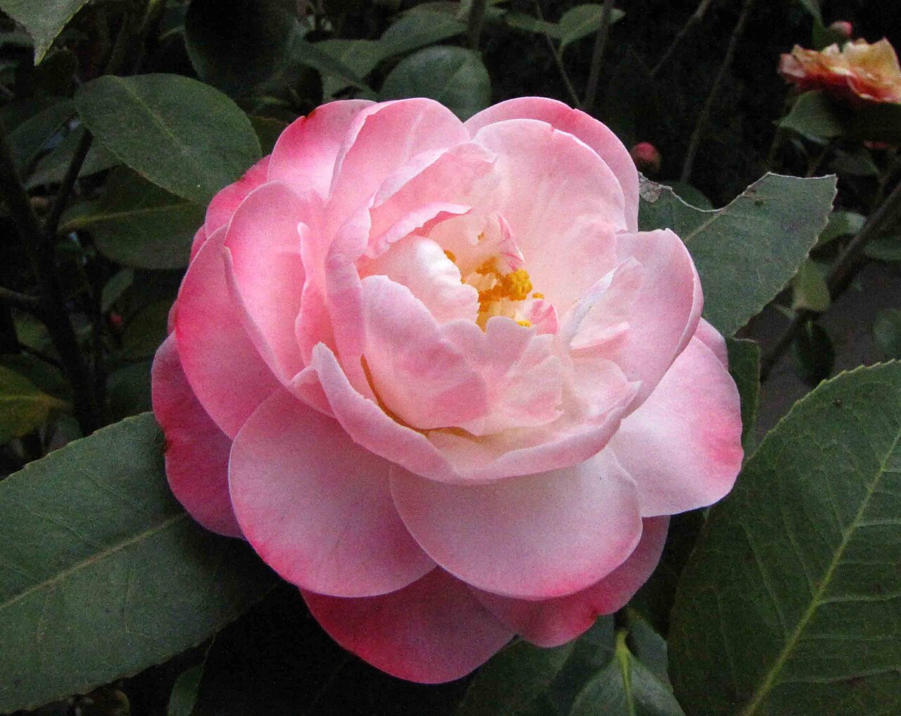 Camellia × williamsii: Camellia japonica x saluenensis