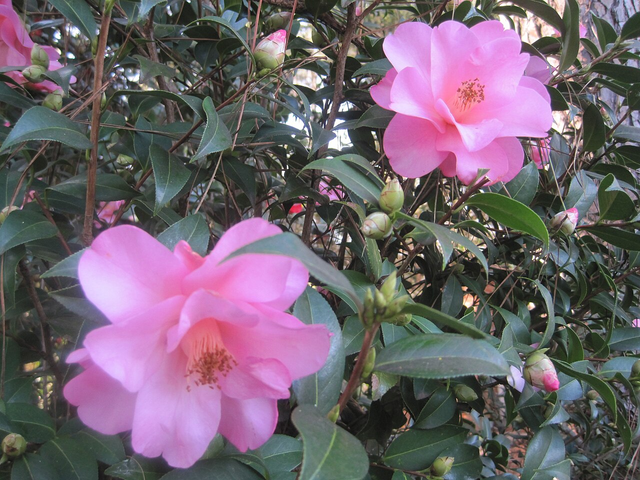 Camellia × williamsii: Camellia × williamsii 'Daintiness' at Massee Lane Gardens in Fort Valley, GA