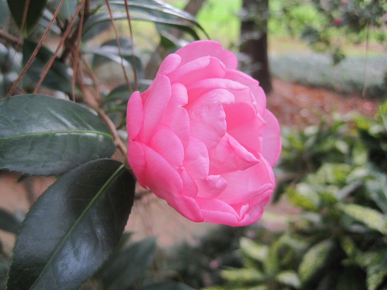 Camellia × williamsii: Camellia × williamsii 'Taylor's Perfection' at Massee Lane Gardens in Fort Valley, GA