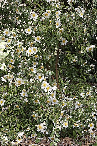 Camellia yunnanensis: Camellia yunnanensis, a species from south-western China that is often seen as a shrub around 1.8 m high, but which can eventually become tree-like and up to 7m