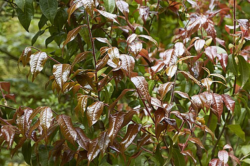 Camellia yunnanensis: The showy bronze new growth of Camellia yunnanensis, a species from south-western China that is often seen as a shrub around 1.8 m high, but which can eventuall