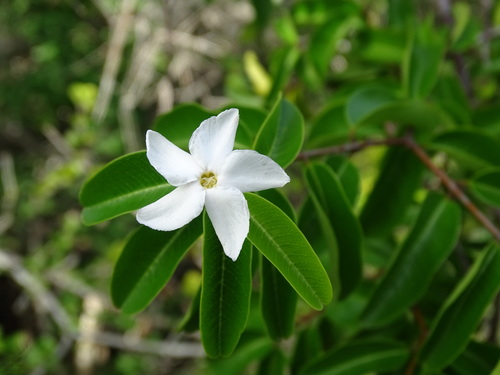 Cameraria latifolia (Cameraria latifolia)