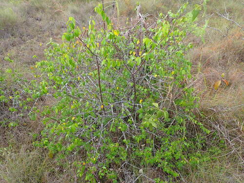 Cameraria latifolia (Cameraria latifolia)