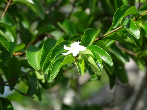 Cameraria latifolia (Cameraria latifolia)