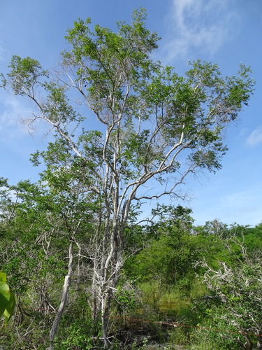 Cameraria latifolia (Cameraria latifolia)