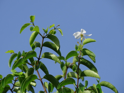 Cameraria latifolia (Cameraria latifolia)