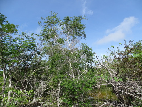 Cameraria latifolia (Cameraria latifolia)