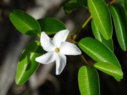Cameraria latifolia (Cameraria latifolia)