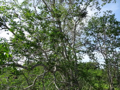 Cameraria latifolia (Cameraria latifolia)