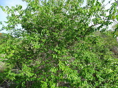 Cameraria latifolia (Cameraria latifolia)