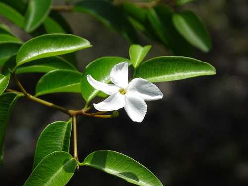 Cameraria latifolia (Cameraria latifolia)