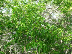 Cameraria latifolia (Cameraria latifolia)