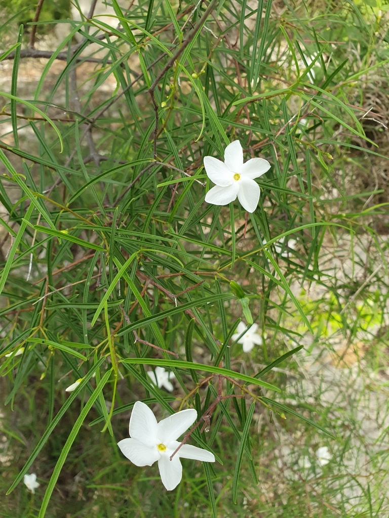 Cameraria linearifolia (Cameraria linearifolia)