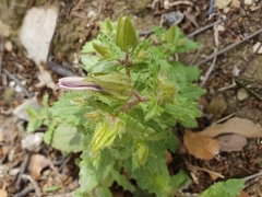 Campanula afra (Campanula afra)