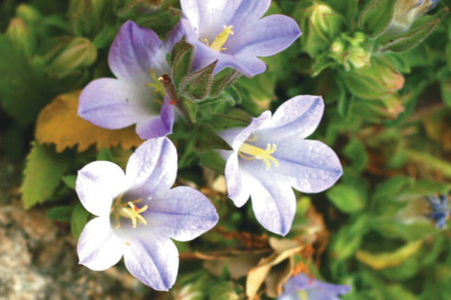 Campanula aktascii: Campanula aktascii
