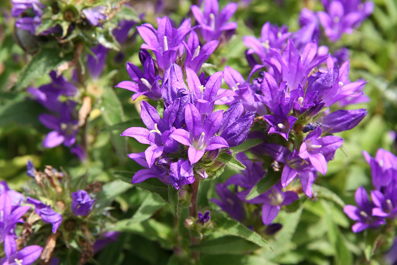 Campanula alata: Campanula alata im Botanischen Garten Dresden