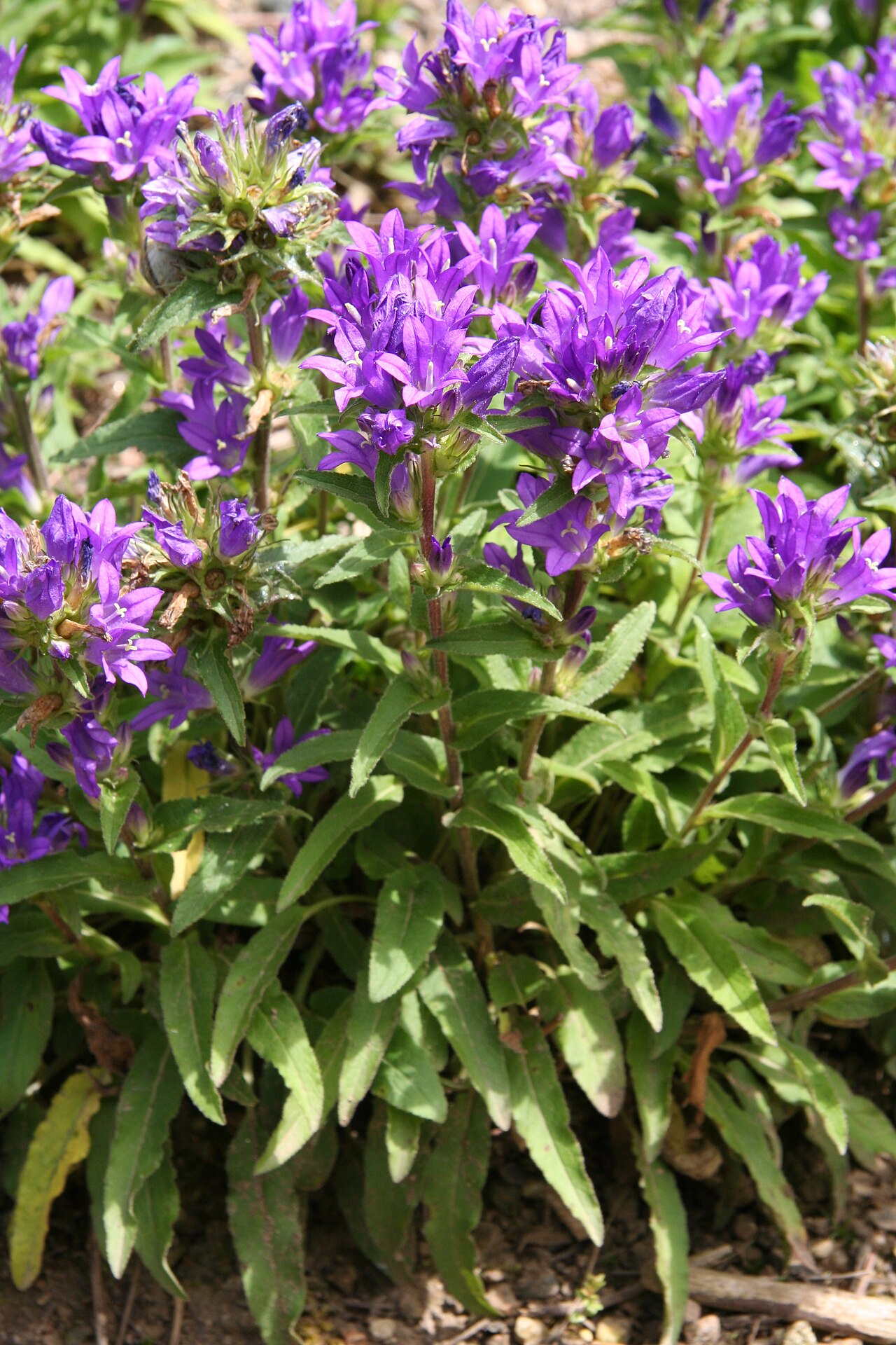 Campanula alata: Campanula alata im Botanischen Garten Dresden