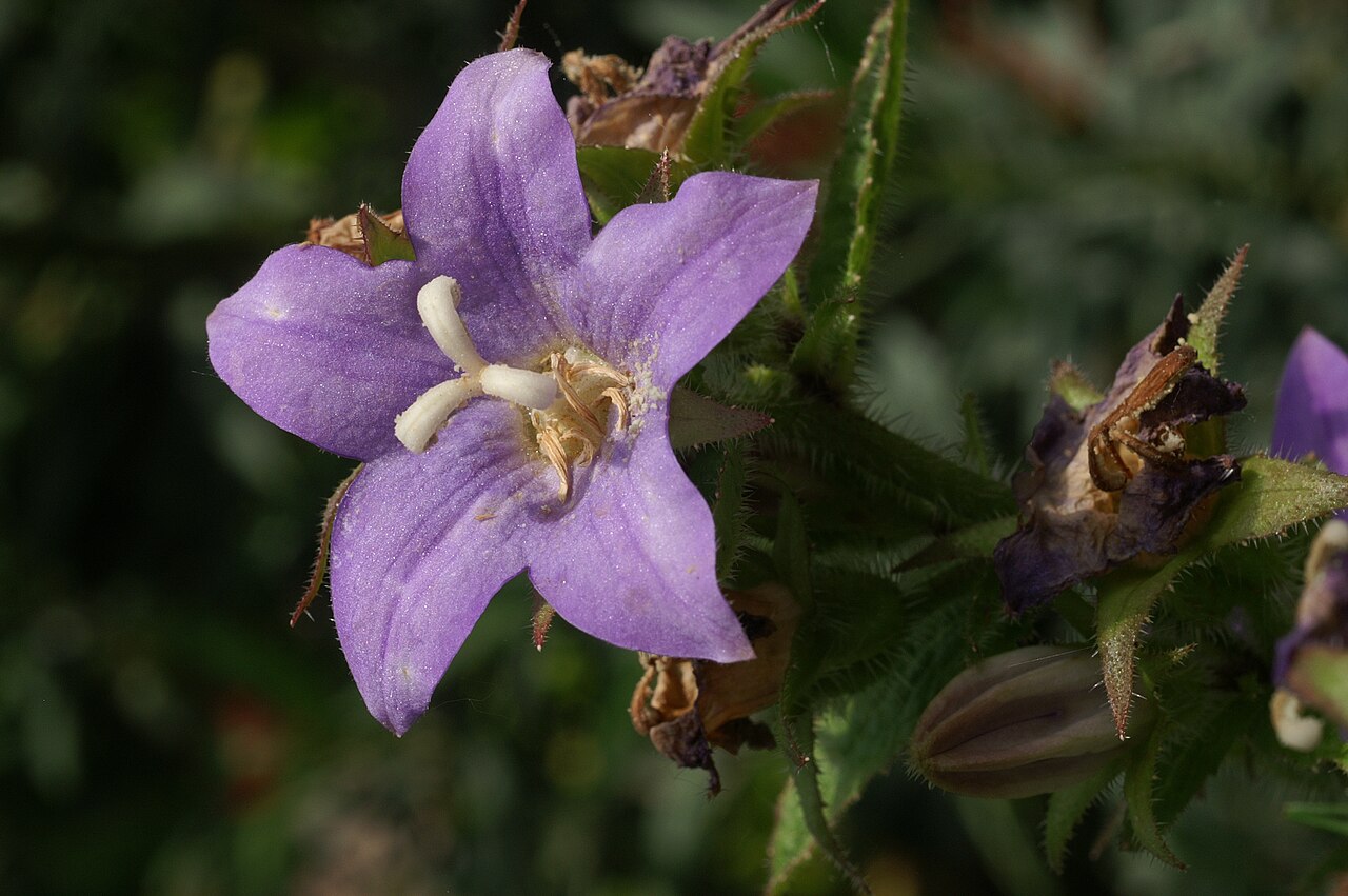 Campanula alata: Blüte der Campanula primulifolia Campanula alata Desf. , Bot. Garten Berlin, 31. Mai 2006