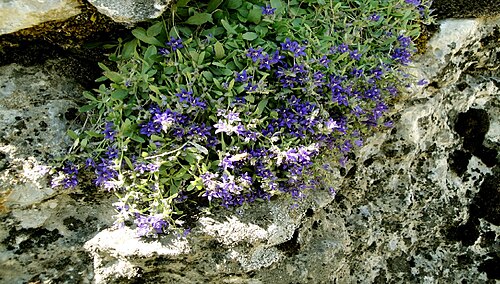 Campanula alisan-kilincii: Campanula alisan-kilincii