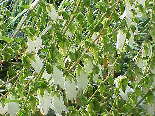 Campanula alliariifolia: Species : Campanula alliariifolia Family : Campanulaceae Image No. 2