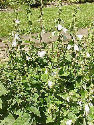 Campanula alliariifolia: Species Campanula alliariifolia Familia Campanulaceae Image no. 3 Permission granted to use under GFDL by Kurt Stueber