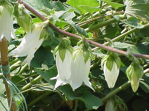 Campanula alliariifolia: Species : Campanula alliariifolia Family : Campanulaceae Image No. 1