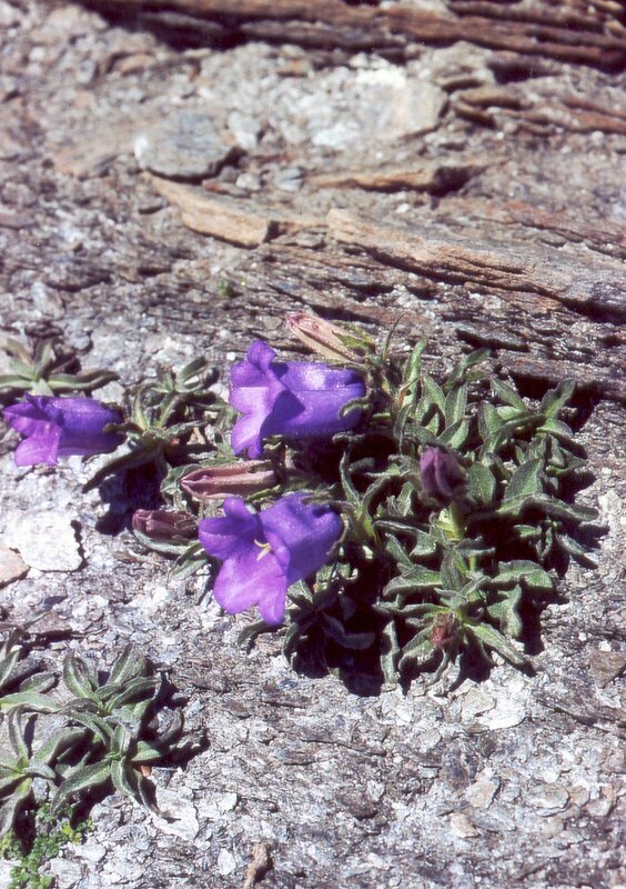 Campanula alpestris (Campanula alpestris)