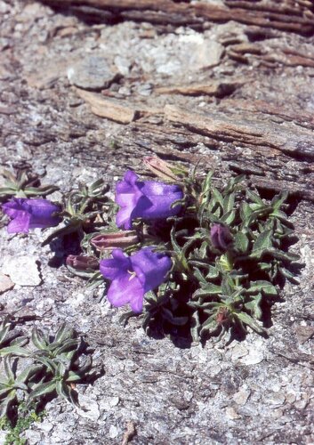 Campanula alpestris (Campanula alpestris)